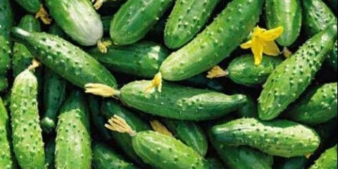 Sjeme krastavaca uralske selekcije